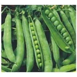 Manufacturers Exporters and Wholesale Suppliers of Green Pea Seeds Hyderabad Andhra Pradesh